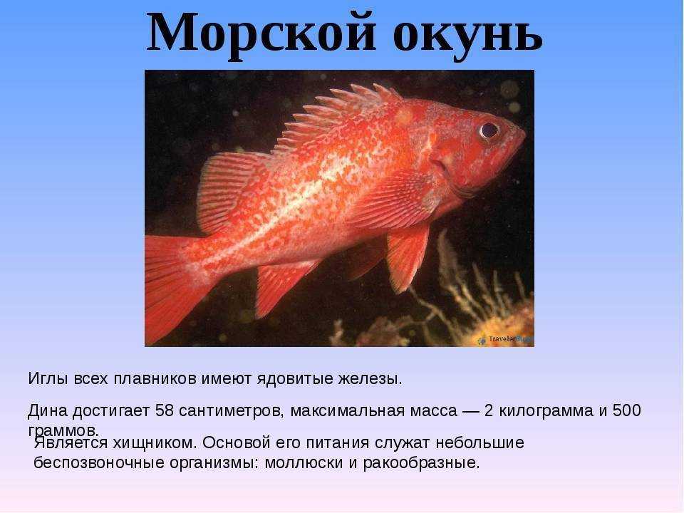 Морские рыбы презентация