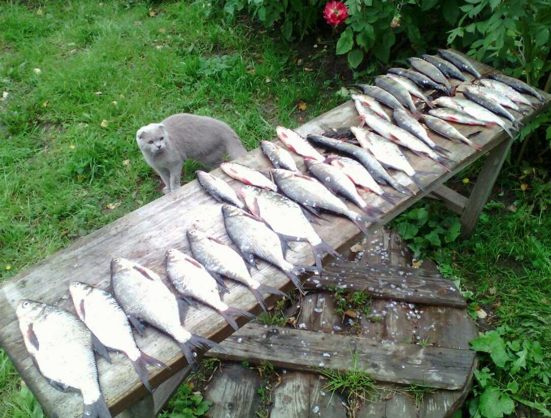 Рыбалка в ярославле и ярославской области — описание местных водоемов, какая рыба водится