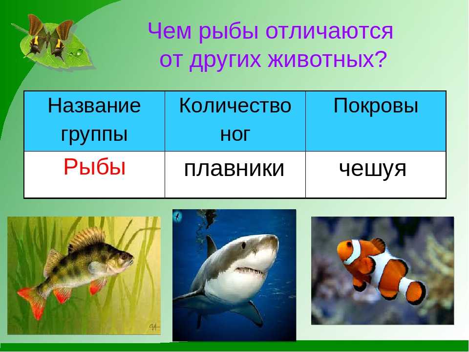 Рыбы примеры 3 класс. Группа животных рыбы. Рыбы окружающий мир. Название группы животных рыбы. Рыбы признаки группы.