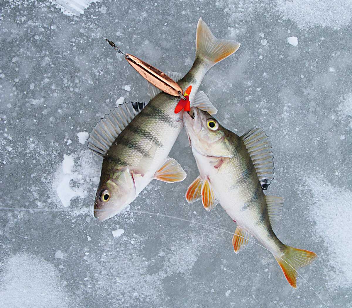 Зимние блесны на окуня: топ-10 лучших окуневых блесен для зимней рыбалки