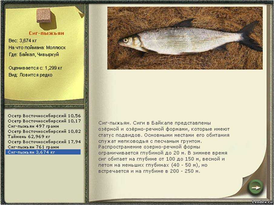 Рыба сиг фото и описание. Пыжьян рыба описание. Сиг описание. Рыба сиг описание. Сиг вес рыбы.