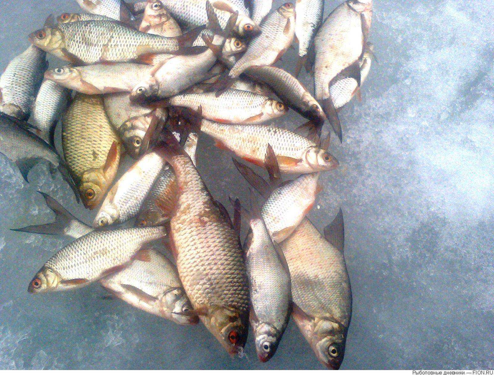 Рыбалка на озере неро. Озеро Неро рыба. Озеро Неро рыбалка. Зимняя рыбалка на оз. Неро. Зимняя рыбалка на озере Неро.
