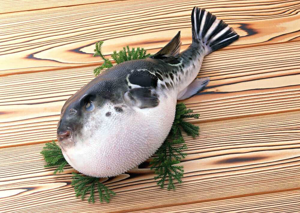Рыба фугу - чем питается, где обитает, как выглядит, чем опасна и другие интересные факты