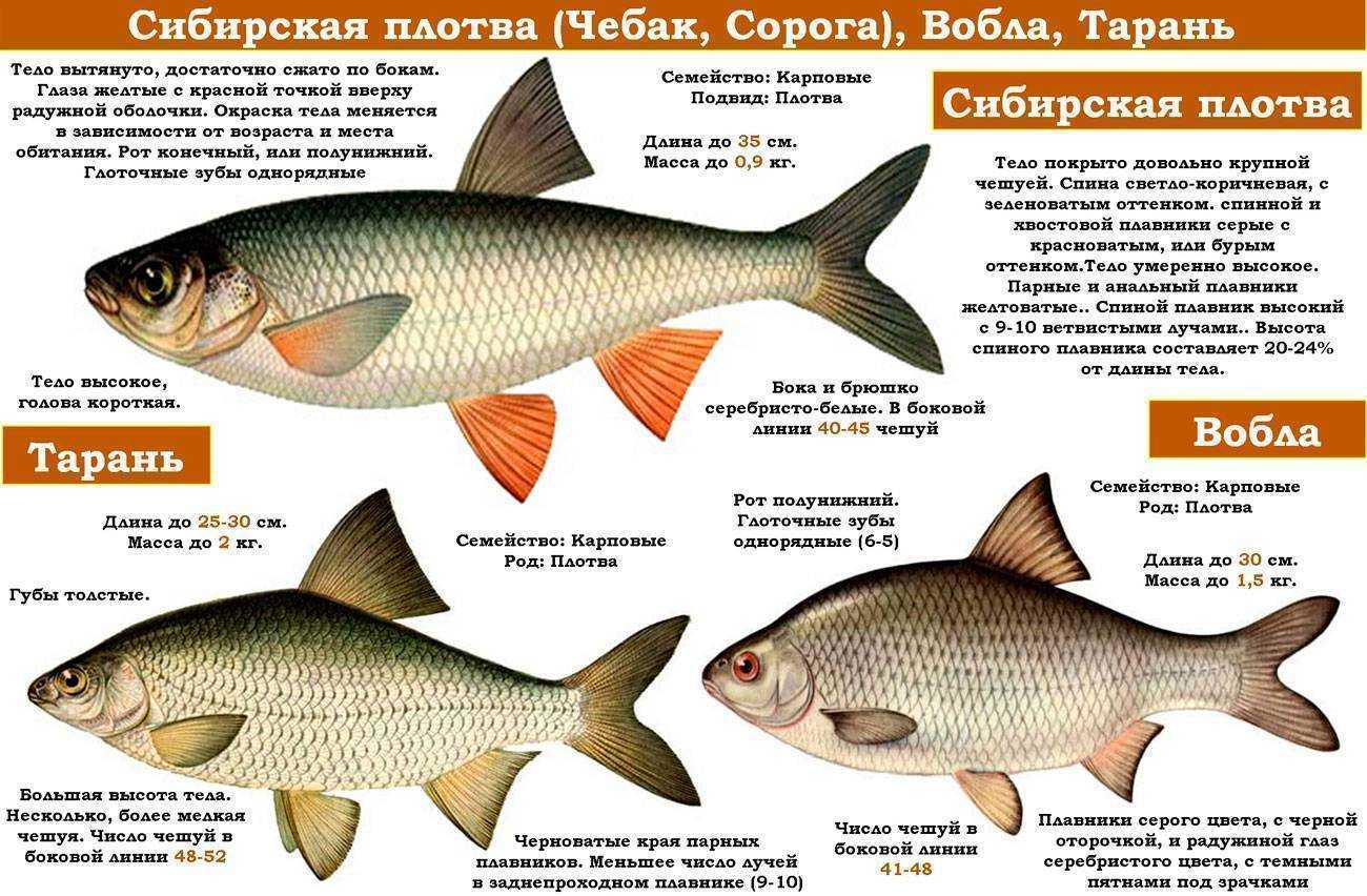 Рыба хариус: фото как выглядит, где и как ловить