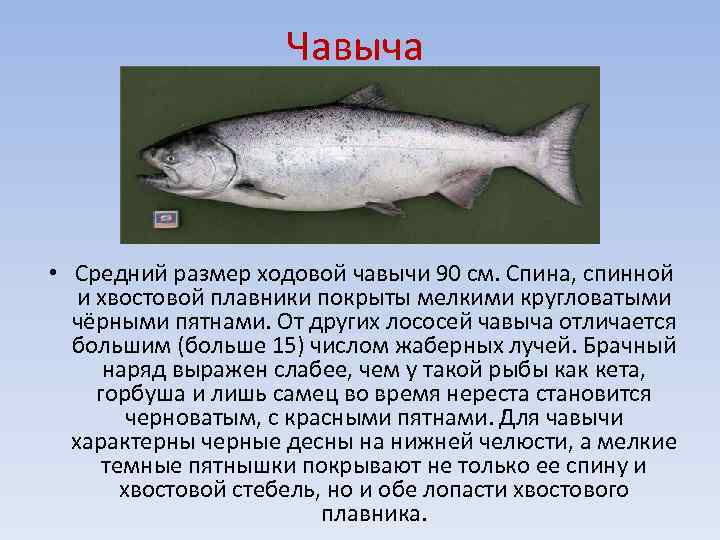 Хоки — рыба семейства мерлузовых. чем она полезна, может ли быть от нее вред, и как ее лучше приготовить?