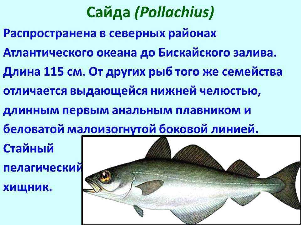Пикша что за рыба, польза и вред для организма, исследования