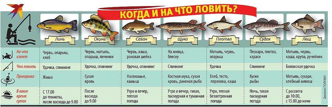 Селедка залом: описание рыбы, гастрономические качества и особенности ловли