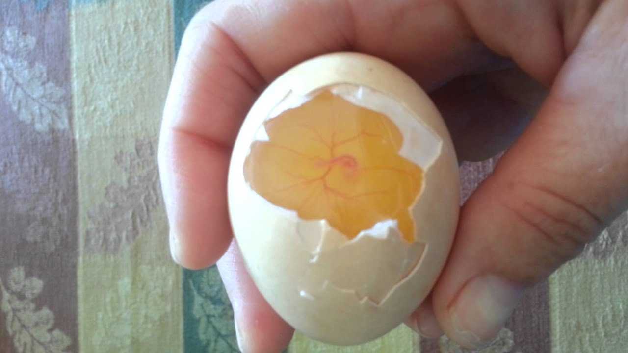 Яйцо в разрезе. Живое яйцо.