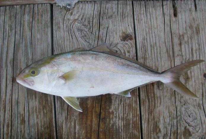 Рыба желтохвост (лакедра): пищевая ценность, бжу, витамины и химический состав