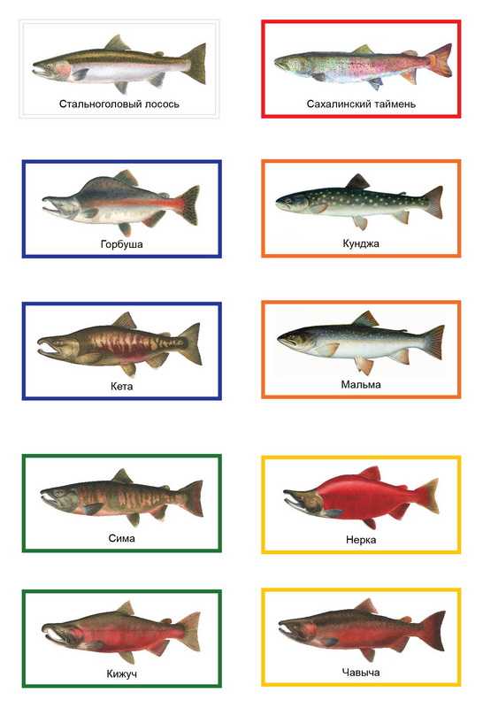 Рыбы семейства лососевых названия. Таблица лососевых рыб
