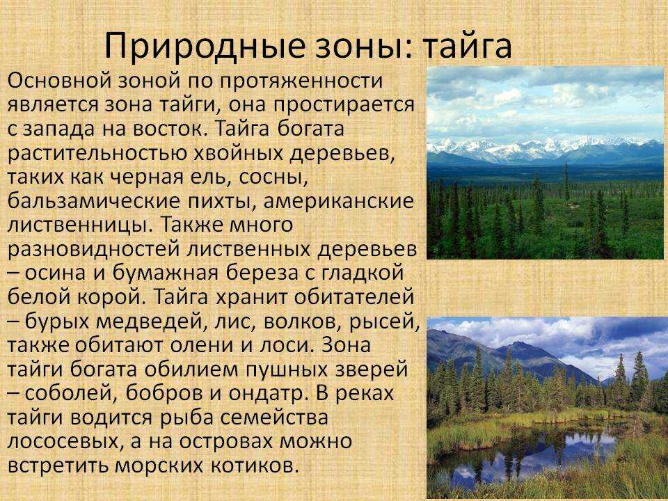 План характеристики тайги