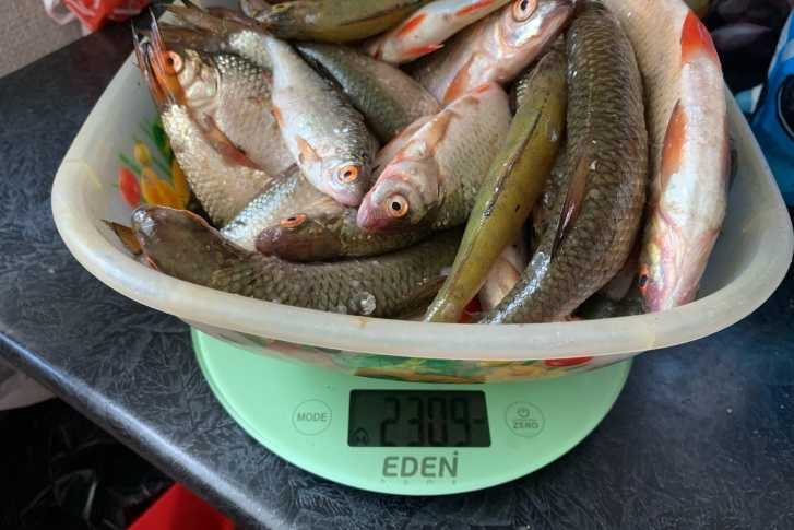 Рыбалка в калининграде и калининградской области: какая рыба водится, выбор лучших мест для ловли