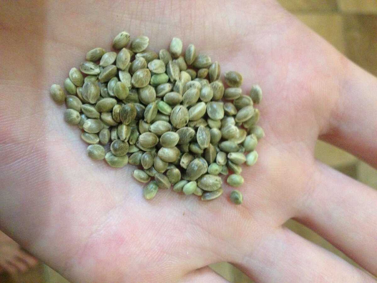 Размер семени конопли что делать с выращенной коноплей