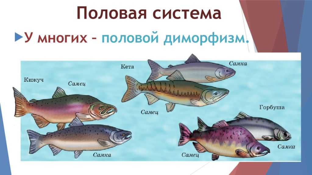 Самец горбуши как отличить. Половой диморфизм у рыб. Горбуша самка и самец. Кета самец и самка. Горбуша самка и самец отличие.