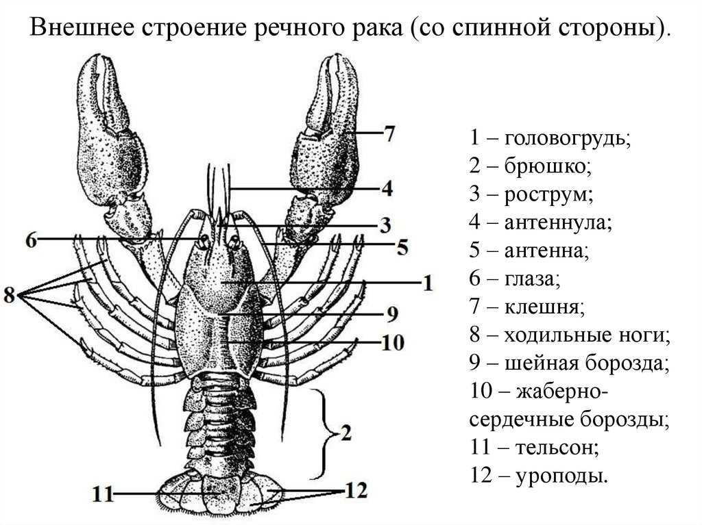 Рассмотри рисунок выбери название органов обозначенных цифрами укажи систему к которой относится рак