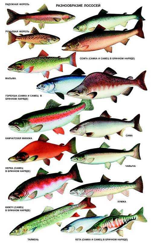 Семейство сиговые — информация о видах рыб, образе жизни и особенностях ловли