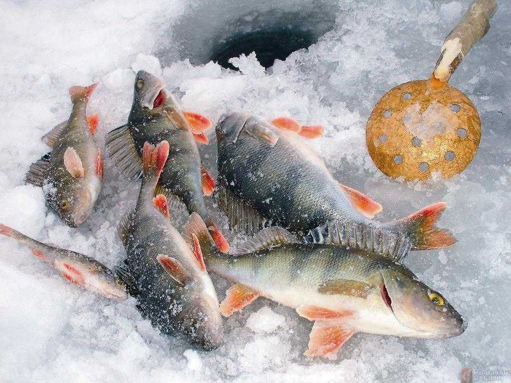 Рыба окунь. летняя и зимняя рыбалка на окуня: снасти, способы ловли