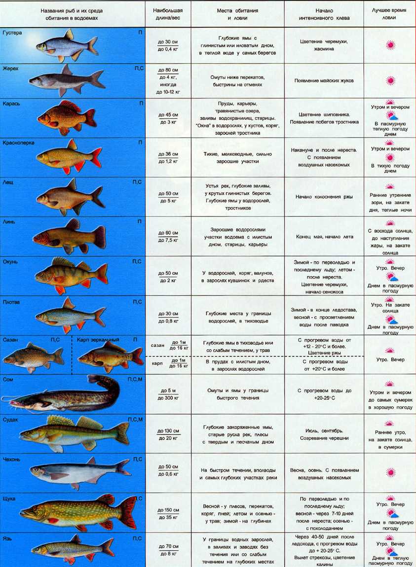 Ловля рыбы какие. Виды рыб. Таблица рыбака. Таблица для рыбаков. Таблица нереста рыбы.