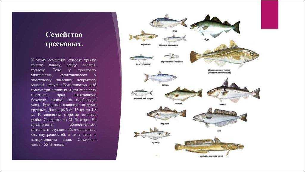 В семейство тресковых включено около 100 видов различных рыб, и практически все они являются обитателями соленой морской воды и лишь один налим населяет пресноводные реки и другие водоемы