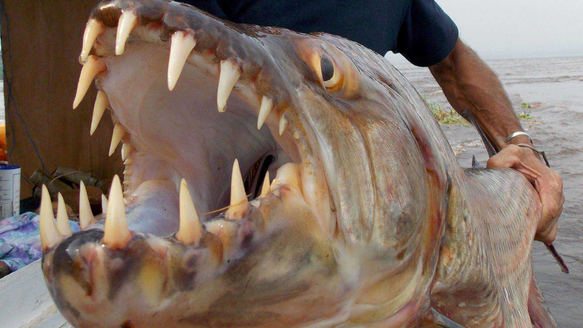 В африке живут рыбы. Речные монстры тигровая рыба Голиаф. Большая тигровая рыба Hydrocynus Goliath. Рыба тигр Голиаф речные монстры.
