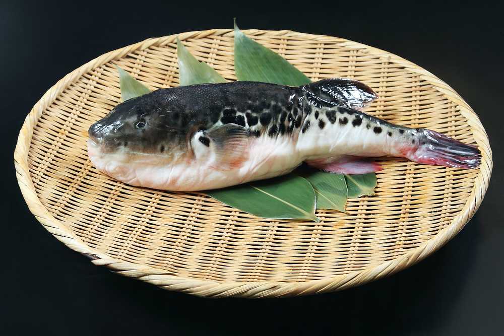 Рыба фугу. образ жизни и среда обитания рыбы фугу