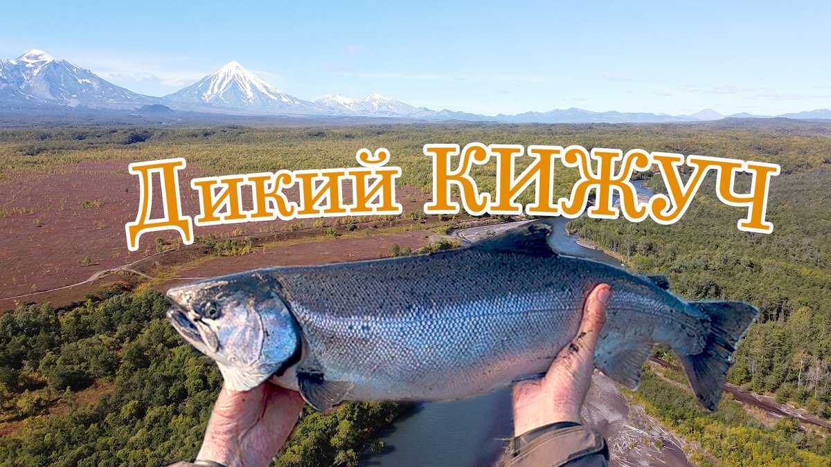 Рыбалка кижуч Камчатка