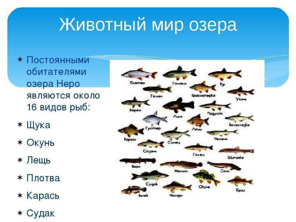 Организмы живущие в озере. Животный мир озера Неро. Речные обитатели. Виды рыб. Рыбы список.