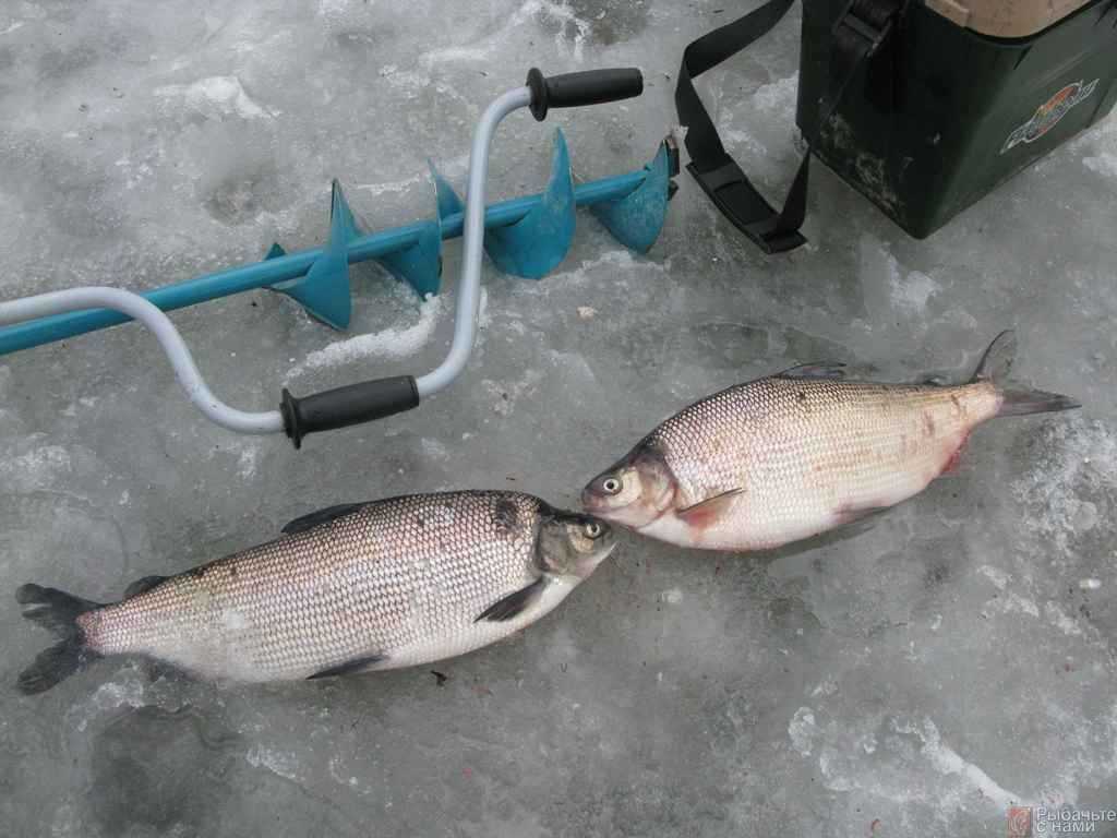Зимняя рыбалка на сига. Нельма зимняя рыбалка. Коротыгино верхний пруд. Зимняя рыбалка на НЕЛЬМУ зимой. Сиг на платнике.