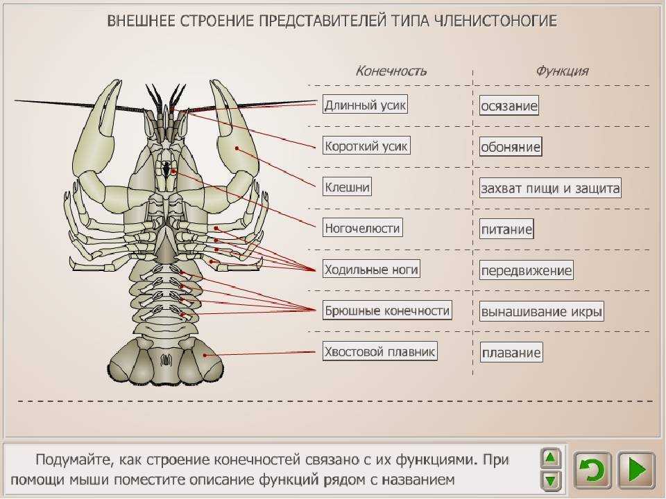 Внешнее строение на примере рака. Строение конечностей ракообразных. Строение клешни. Внутреннее строение клешни ракообразных. Ракообразные рисунок строение.