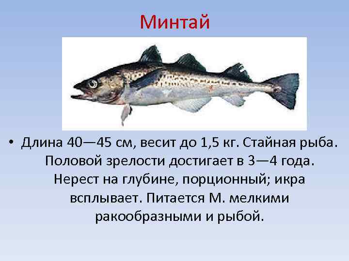 Минтай – это весьма популярная рыба, вкус которой известен многим гражданам еще с детства Еще в советские времена существовали так называемые рыбные дни, когда рабочим и служащим в столовых предлагали по вторникам и четвергам минтай