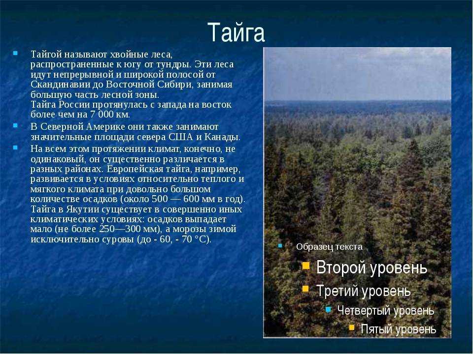 Самый северный лес: где находится тайга и особенности природной зоны