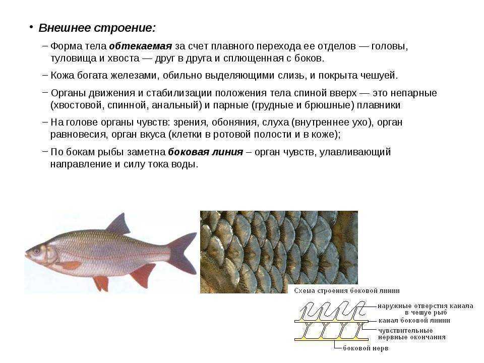 Какое тело у рыб. Обтекаемое тело рыбы. Форма тела рыб. Рыбы с обтекаемой формой тела. Внешнее строение рыбы.