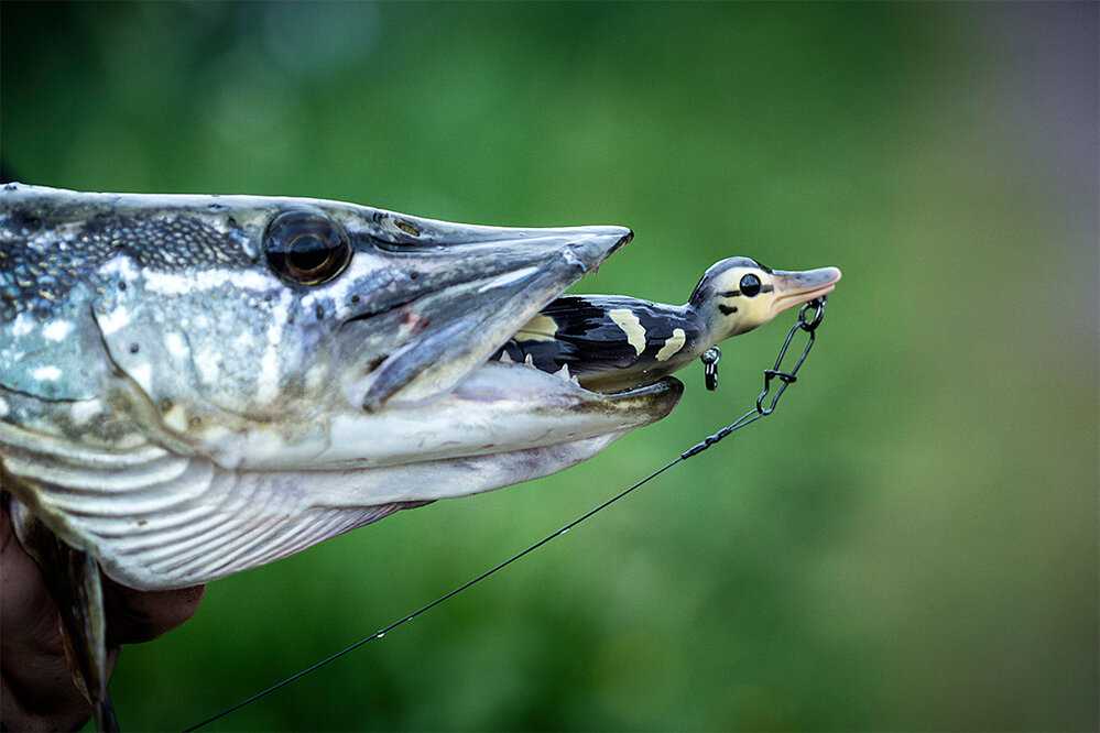 Щука ловит рыбу