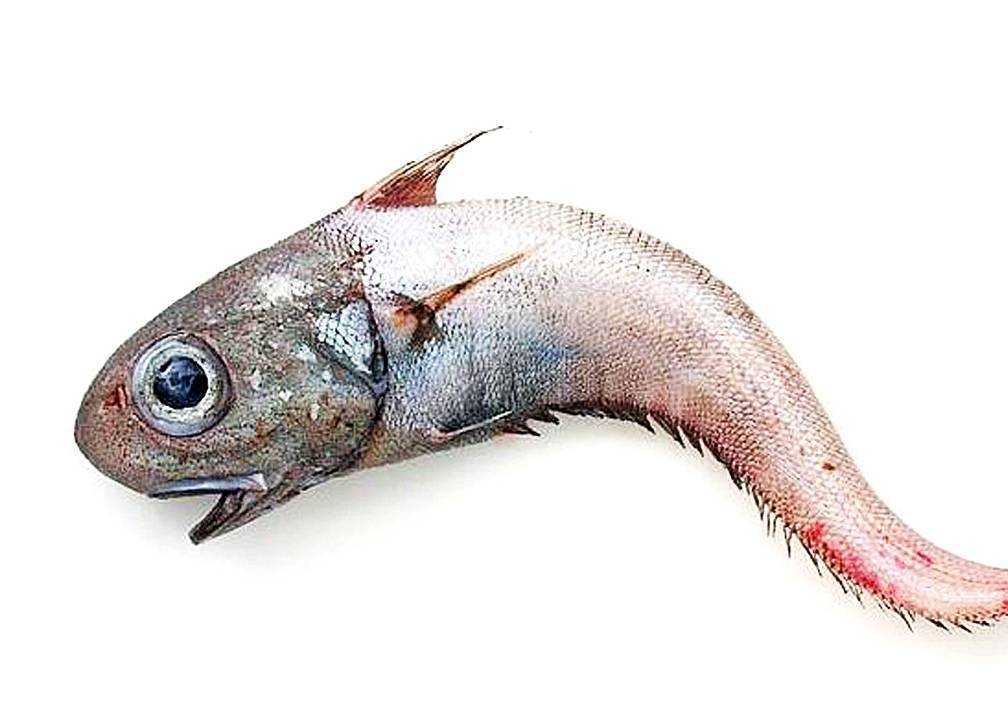 Треска: описание рыбы, калорийность, ловля, размеры и виды