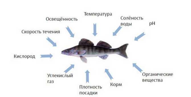 Всё о карпах