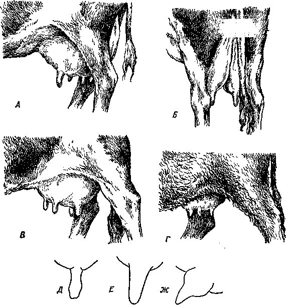 Молочные железы коровы. Ваннообразная форма вымени. Бужирование вымени КРС.