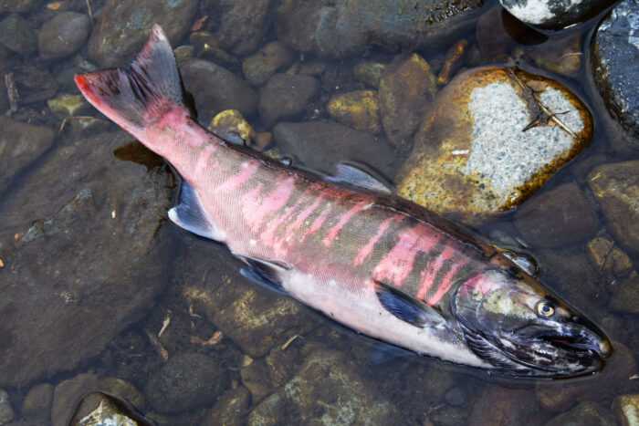 Мифы и правда о лососе и семге - почему рыба красная, какая лучше