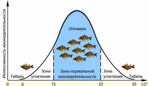 Закон оптимума рисунок