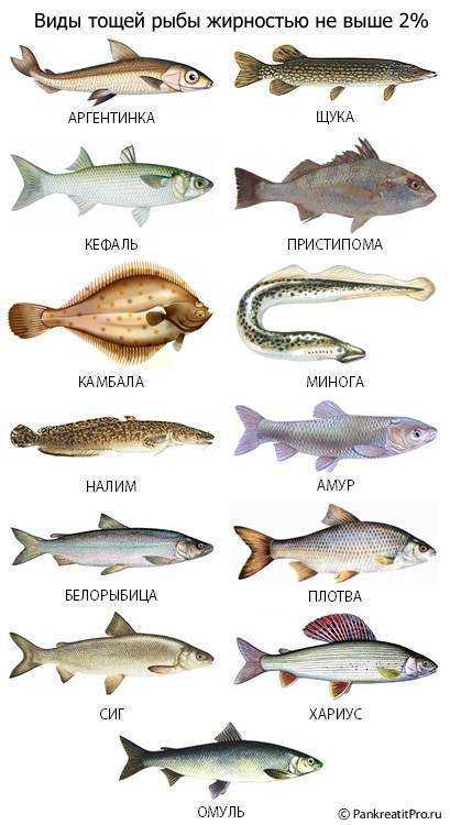 Белая рыба виды названия, промысел на белую рыбу, вкусовые качества и полезные свойства
