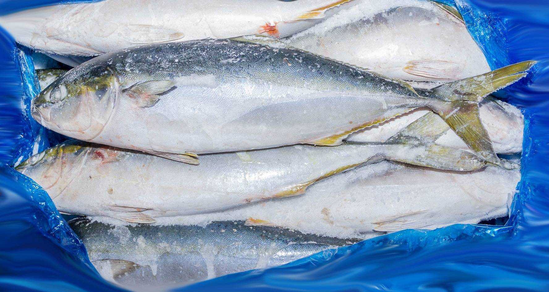 Рыба лакедра: рецепты и особенности приготовления :: syl.ru