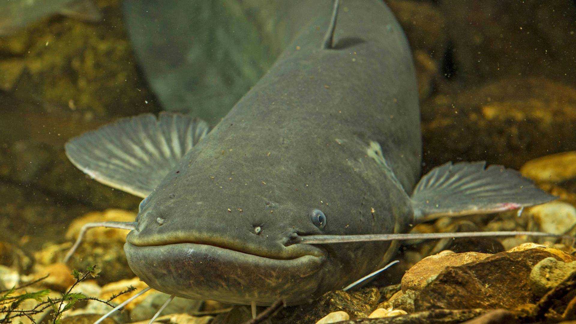 Soldatov catfish