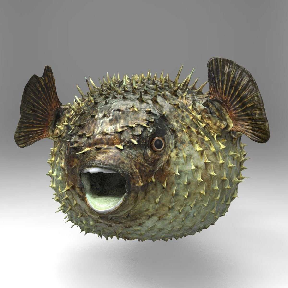 Хозяйке на заметку . рыба фугу: великая и ужасная (12 фото)