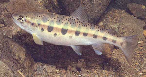 Лососевые рыбы названия с фото, особенности видов и среда обитания