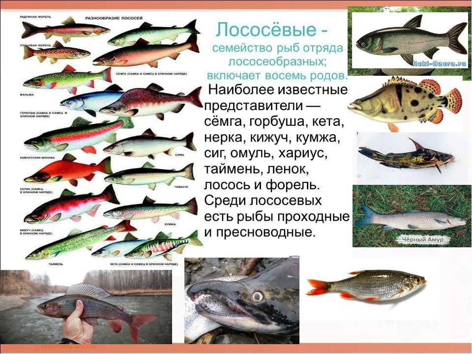 Сиг фото и описание – каталог рыб, смотреть онлайн