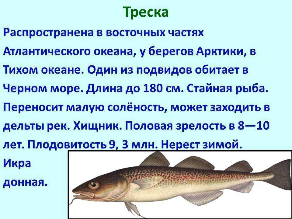 Рыба семейства тресковых: отличия и особенности, среда обитания, перечень видов