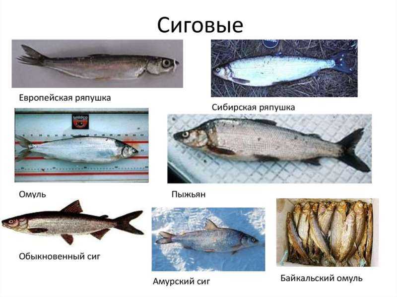 Рыба сиг: описание, виды и нерест. где водится и чем питается сиг