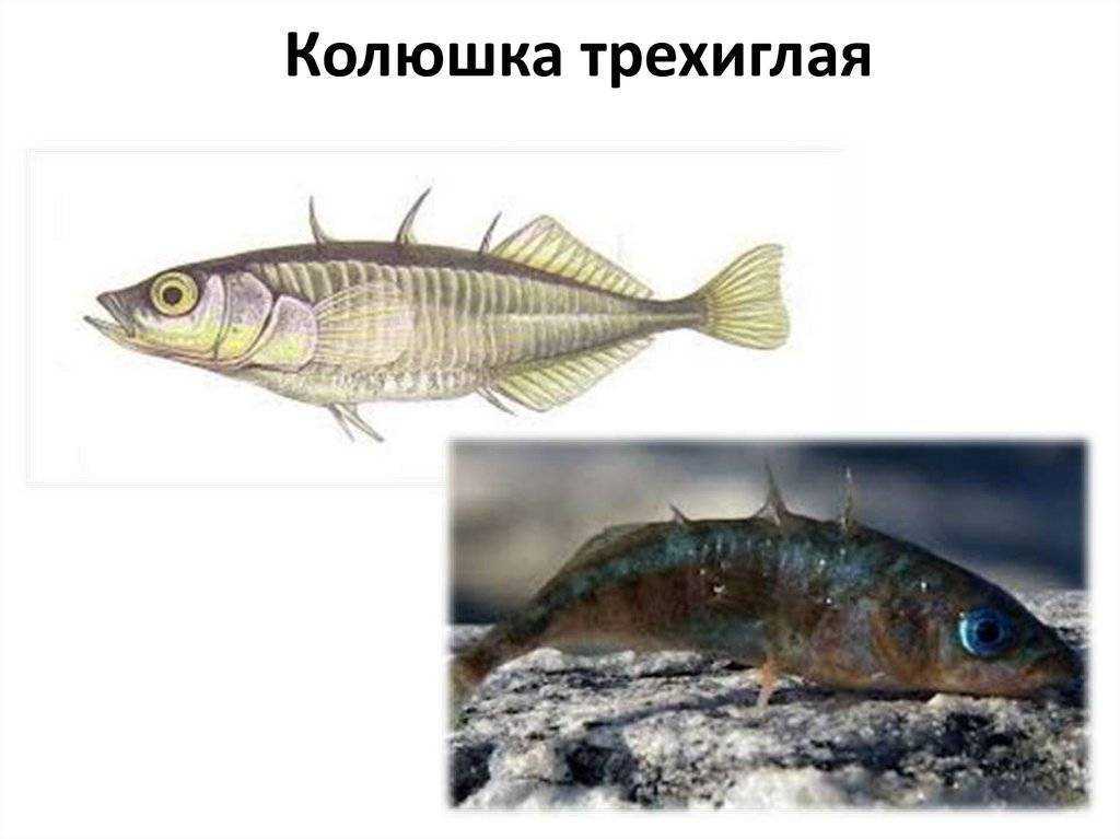 Знаменитая рыба колюшка: описание и среда обитания