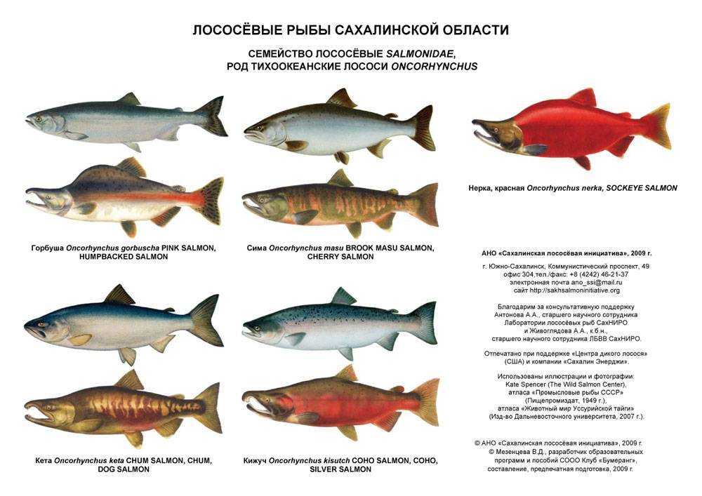 Рыбы семейства лососевых: список, фото. ценная рыба семейства лососевых :: syl.ru