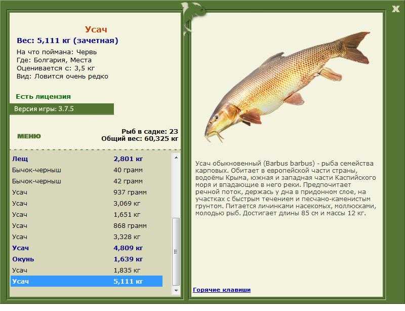 Какая рыба водится в каспийском. Сазан рыба вес. Кубанский усач рыба. Виды рыб Каспийского моря. Рыбы в Каспийском море список.