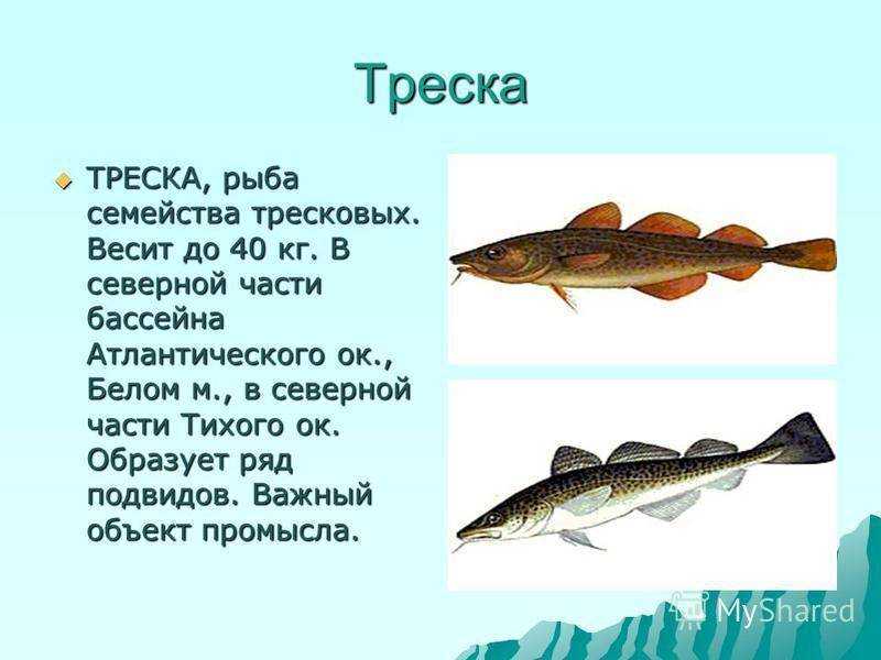 Рыба семейства тресковых - виды, внешний вид, среда обитания, промысел, полезные свойства